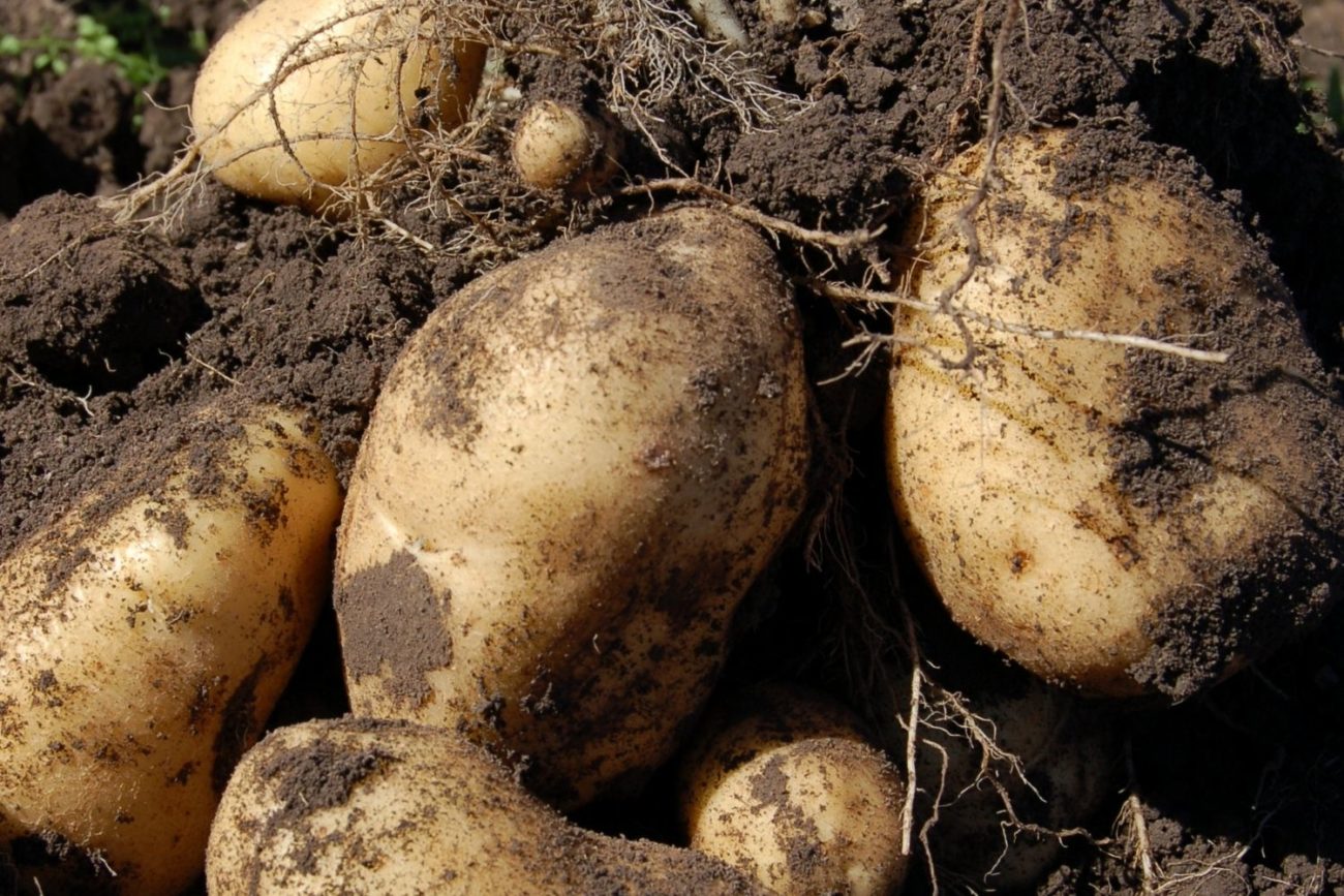 Pomme de terre Caractéristiques Utilisations et Bienfaits