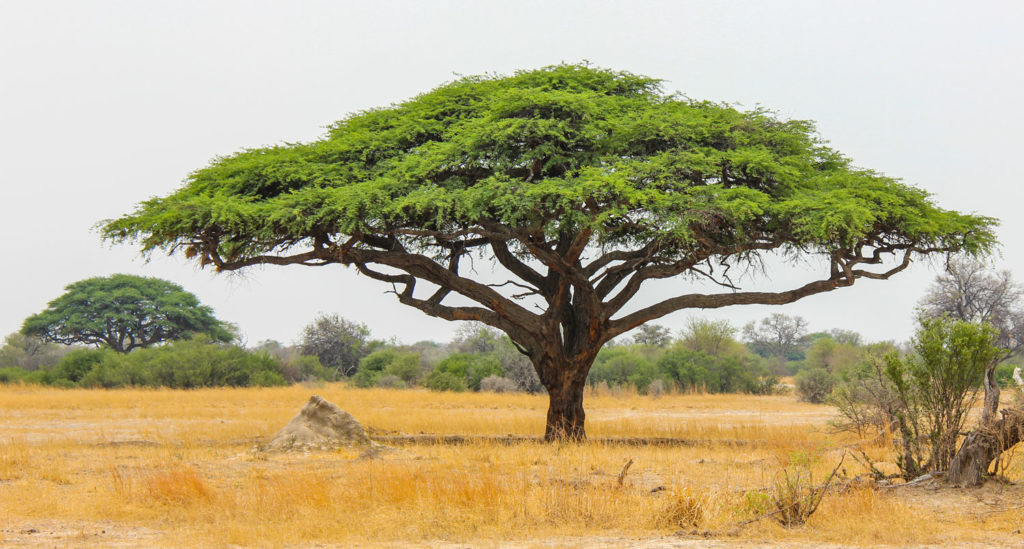 acacia-phytotherapie