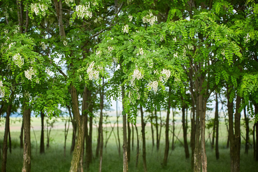 acacia-utilisations