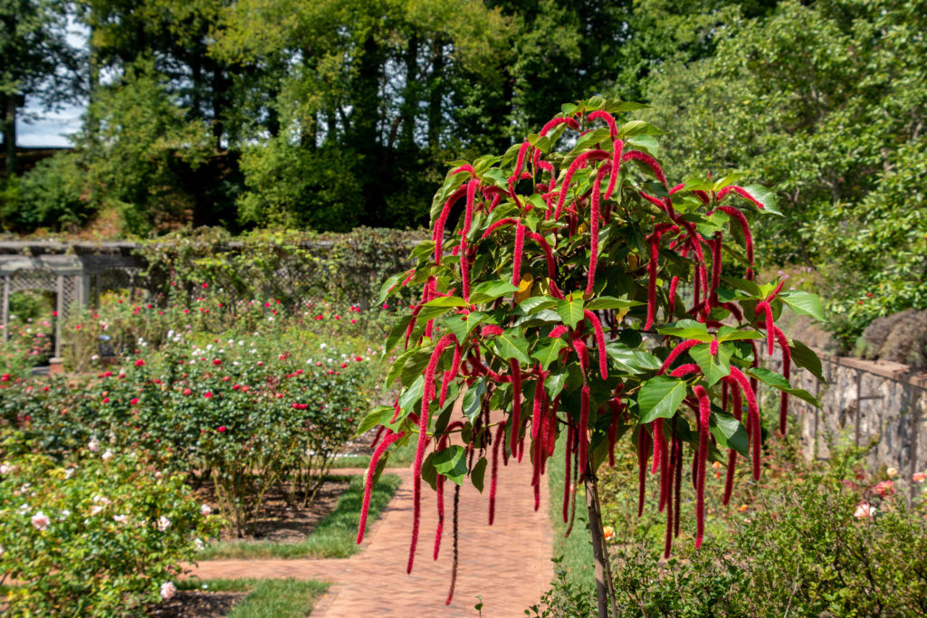 acalypha-hispida-02