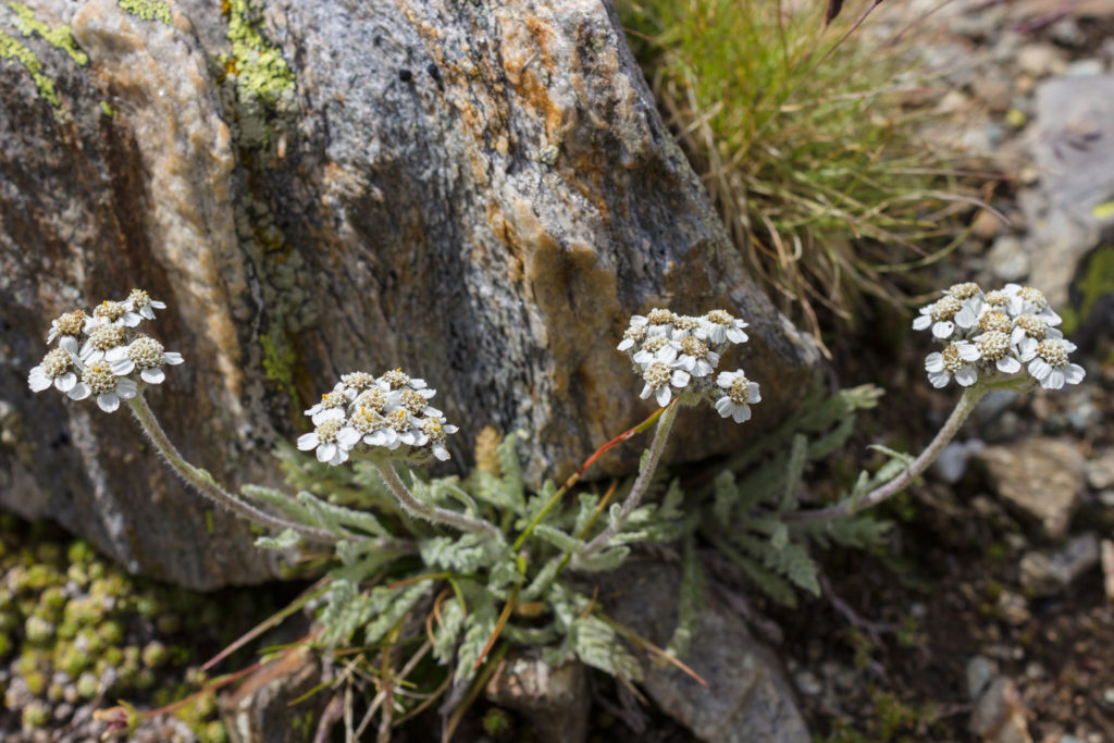 achillee-naine-phytotherapie