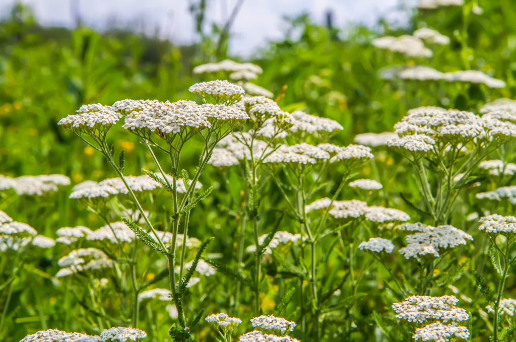 achillee-odorante-phytotherapie