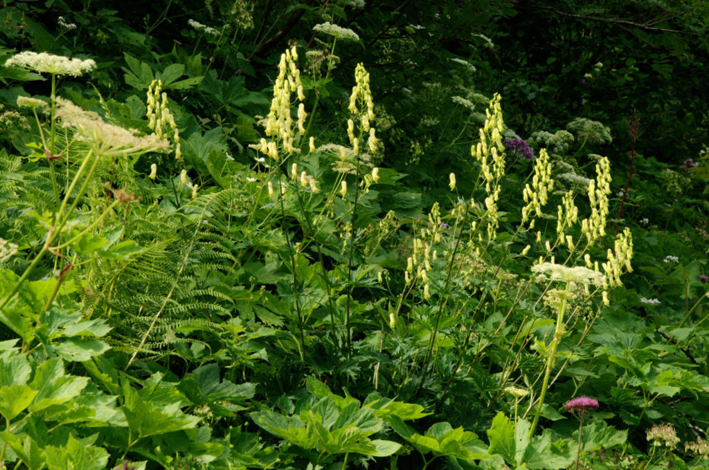 aconit-tue-loup-phytotherapie