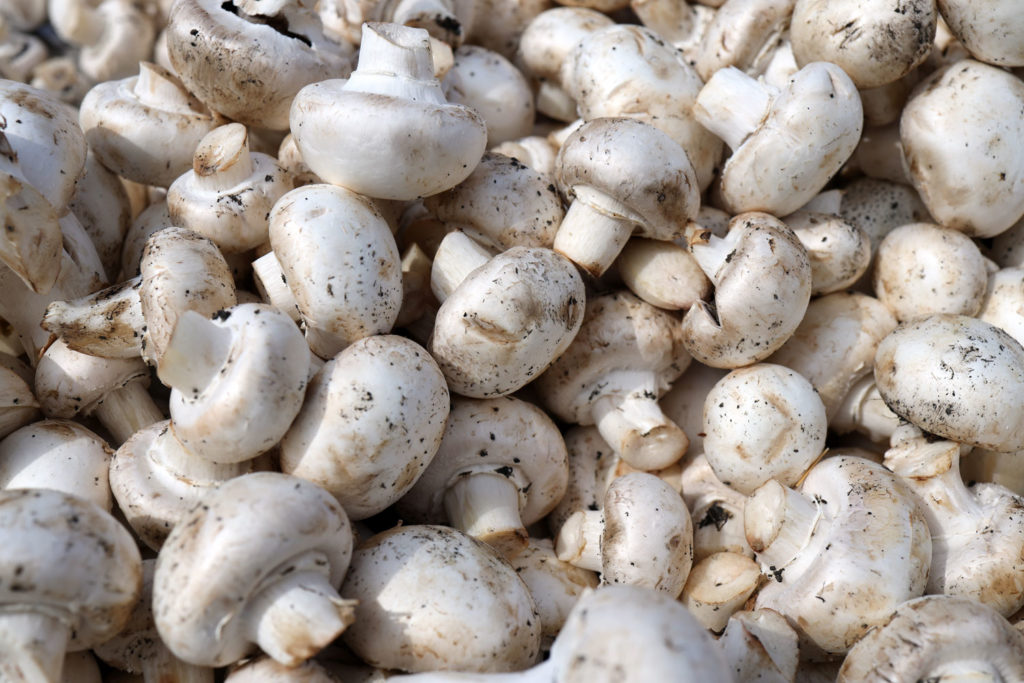 agaric-blanc-phytotherapie