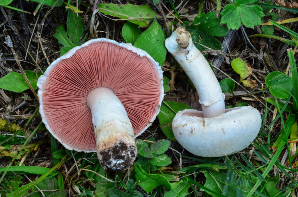 agaric-champetre-caracteristiques