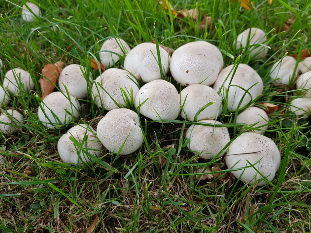 agaric-champetre-phytotherapie