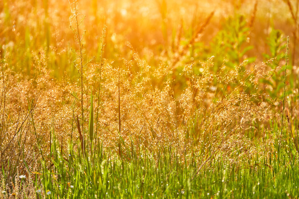 agrostide-commune-phytotherapie