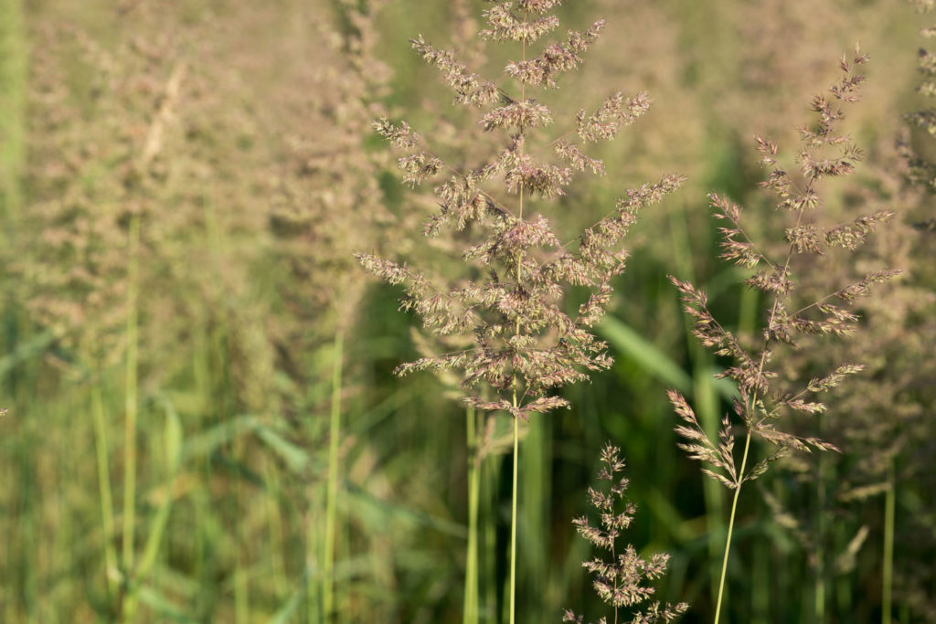 agrostide-commune-utilisations