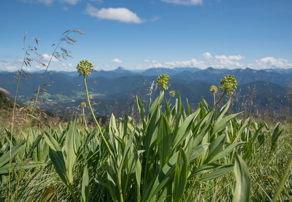 ail-de-la-sainte-victoire-phytotherapie