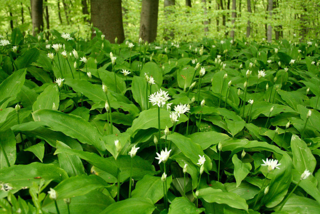 ail-des-ours-phytotherapie