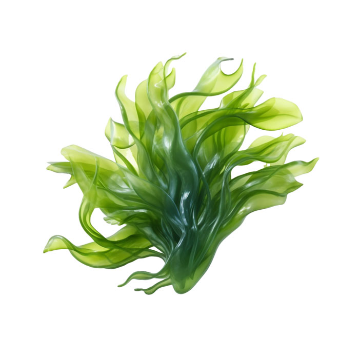 Des algues charentaises pour une alimentation saine, équilibrée et bio ! -  Guide de Charente Maritime