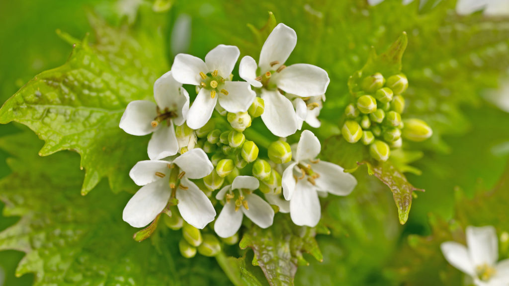 alliaire-officinale-caracteristiques