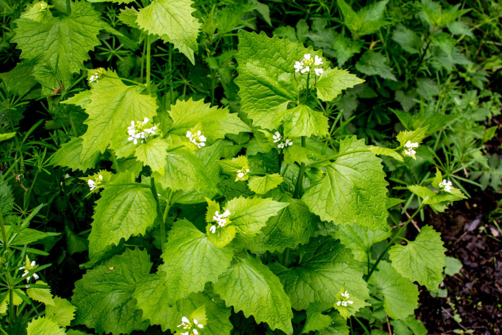 alliaire-officinale-phytotherapie