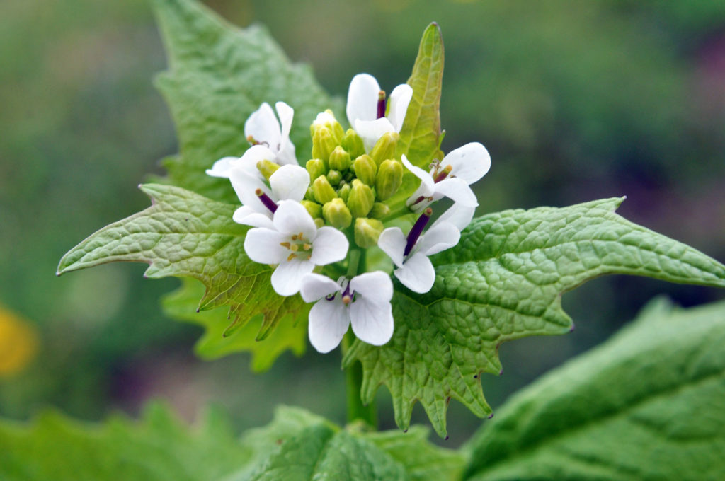 alliaire-officinale-utilisations