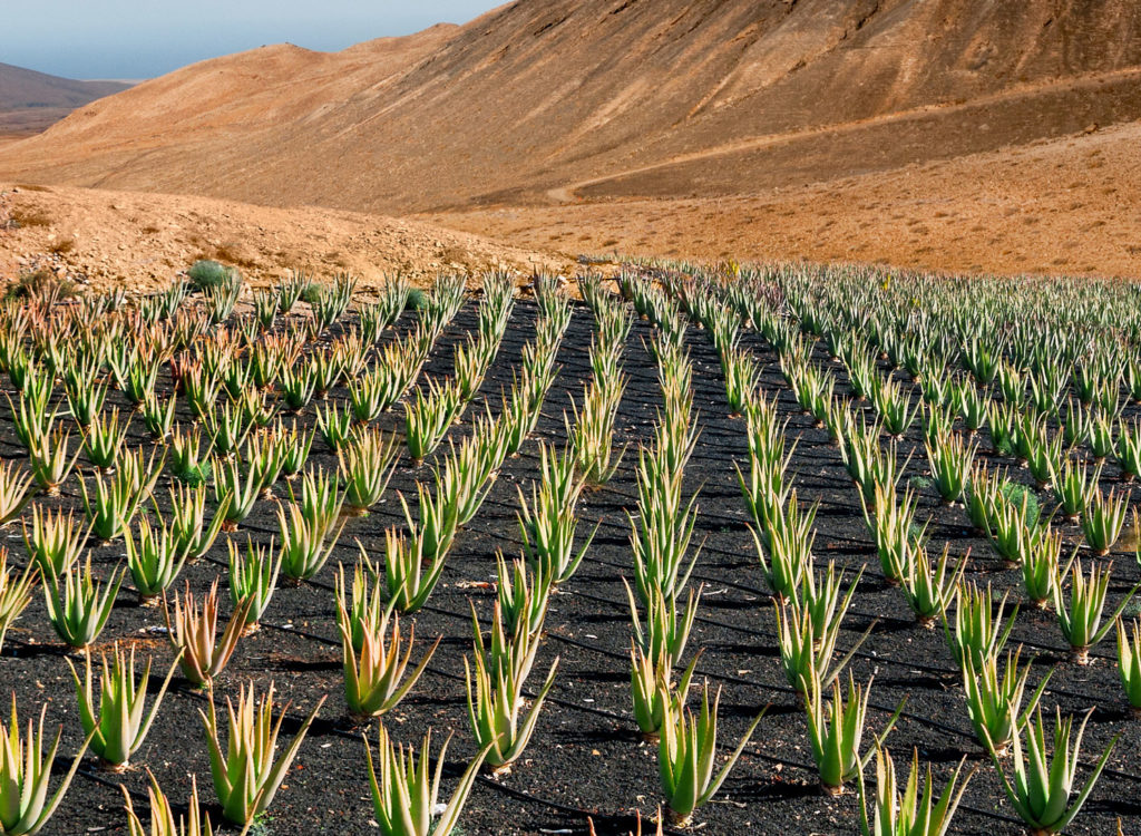 aloe-vera-phytotherapie