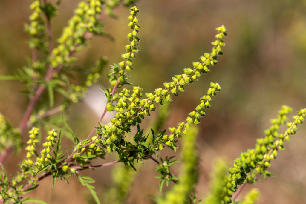 ambroisie-a-feuilles-d-armoise-phytotherapie