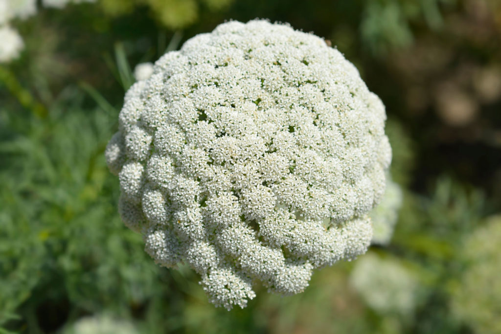 ammi-visnaga-caracteristiques