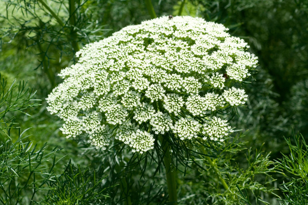 ammi-visnaga-phytotherapie