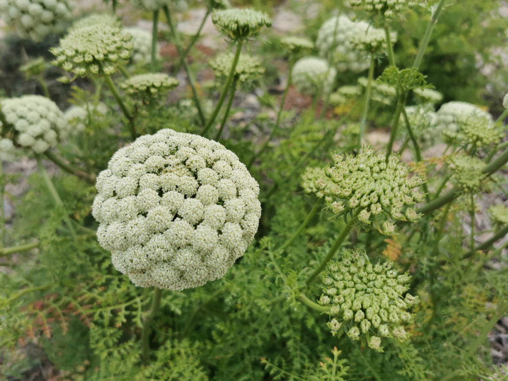 ammi-visnaga-utilisations