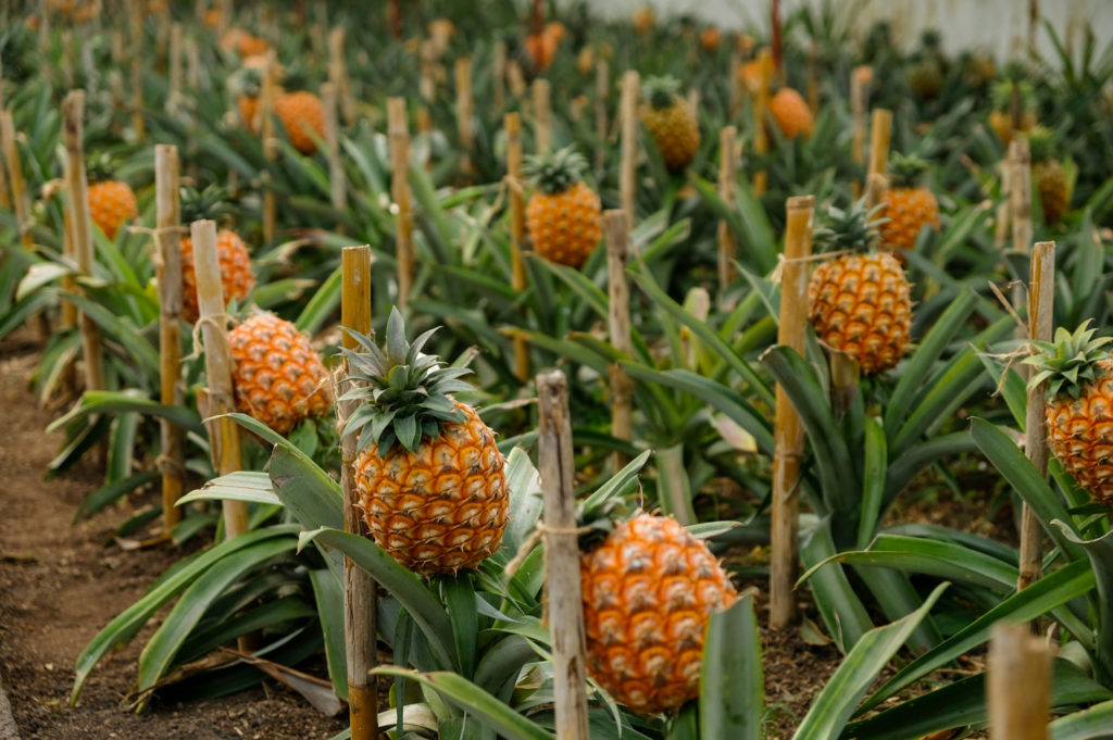 ananas-comosus-02