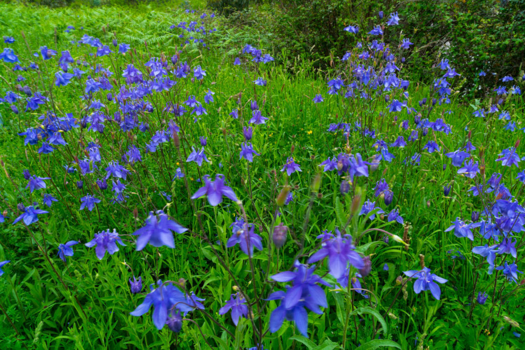 ancolie-commune-phytotherapie