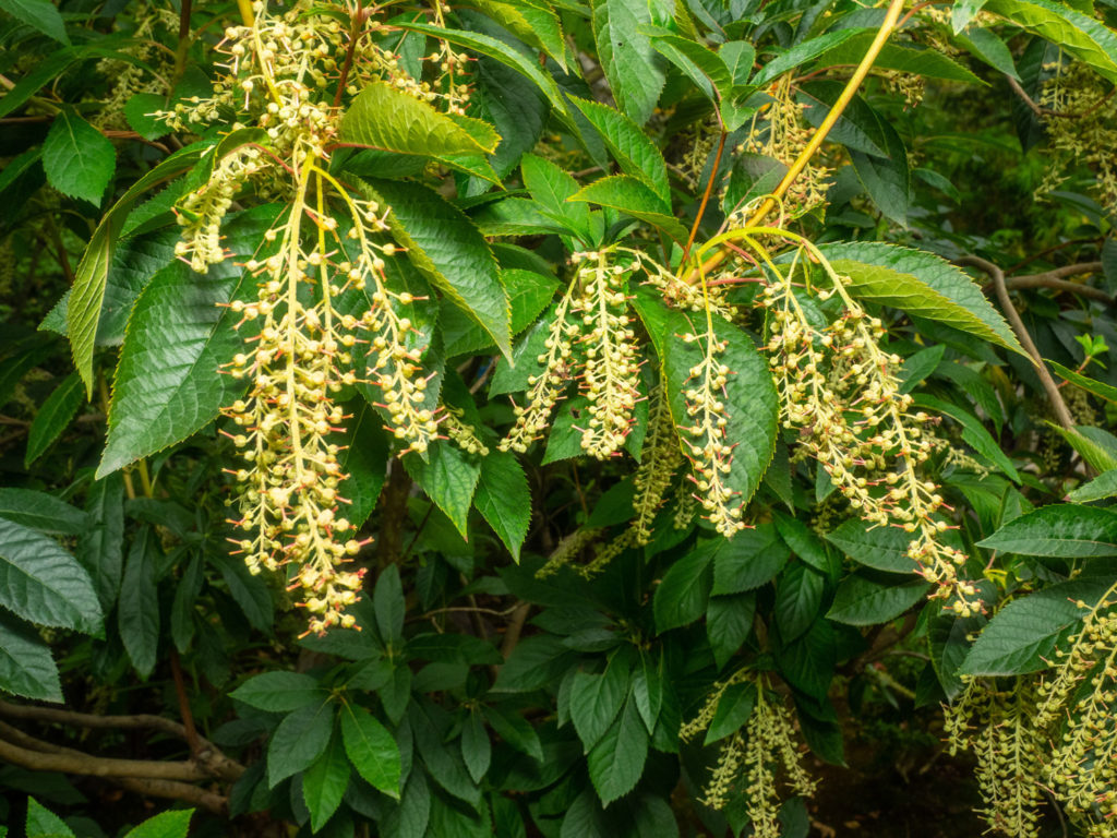 andromede-en-arbre-phytotherapie