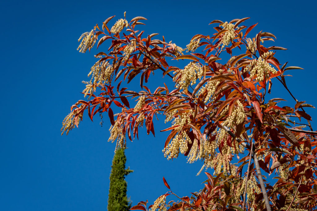 andromede-en-arbre-utilisations