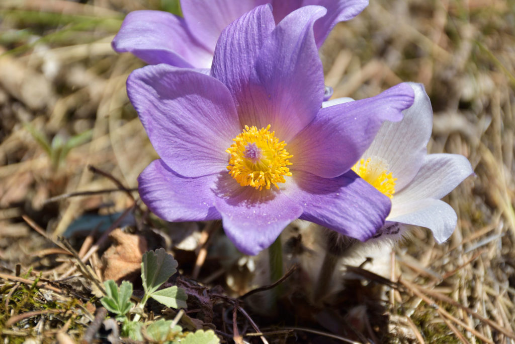 anemone-des-montagnes-caracteristiques