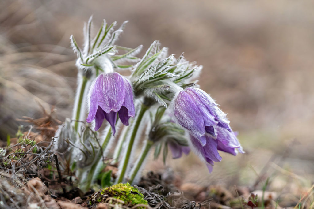 anemone-des-montagnes-phytotherapie