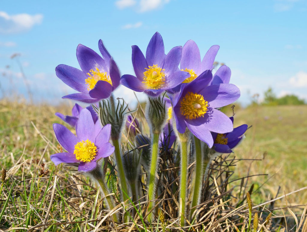 anemone-des-montagnes-utilisations