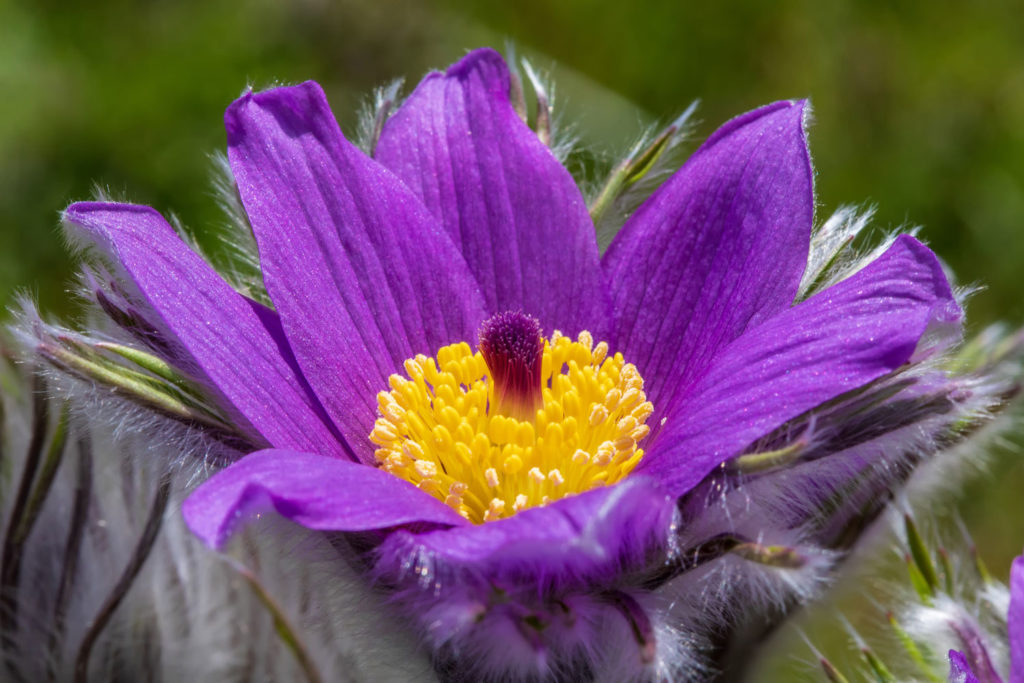 anemone-pulsatille-caracteristiques