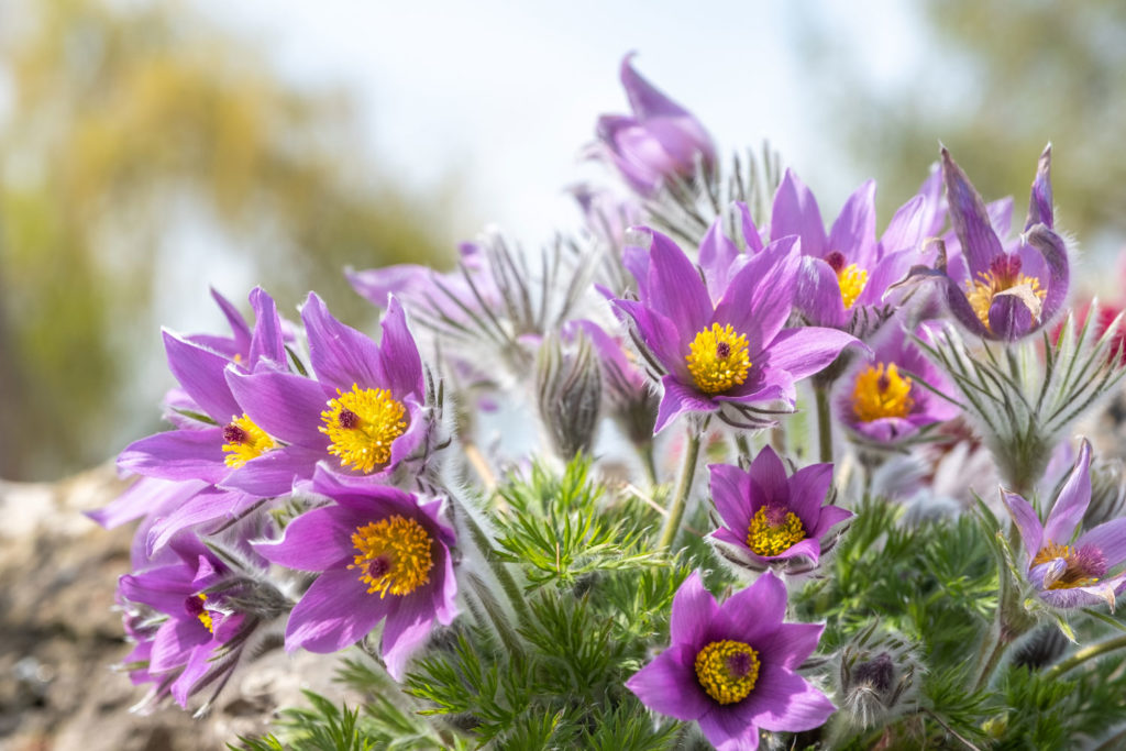 anemone-pulsatille-phytotherapie