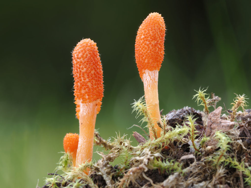 cordyceps-caracteristiques