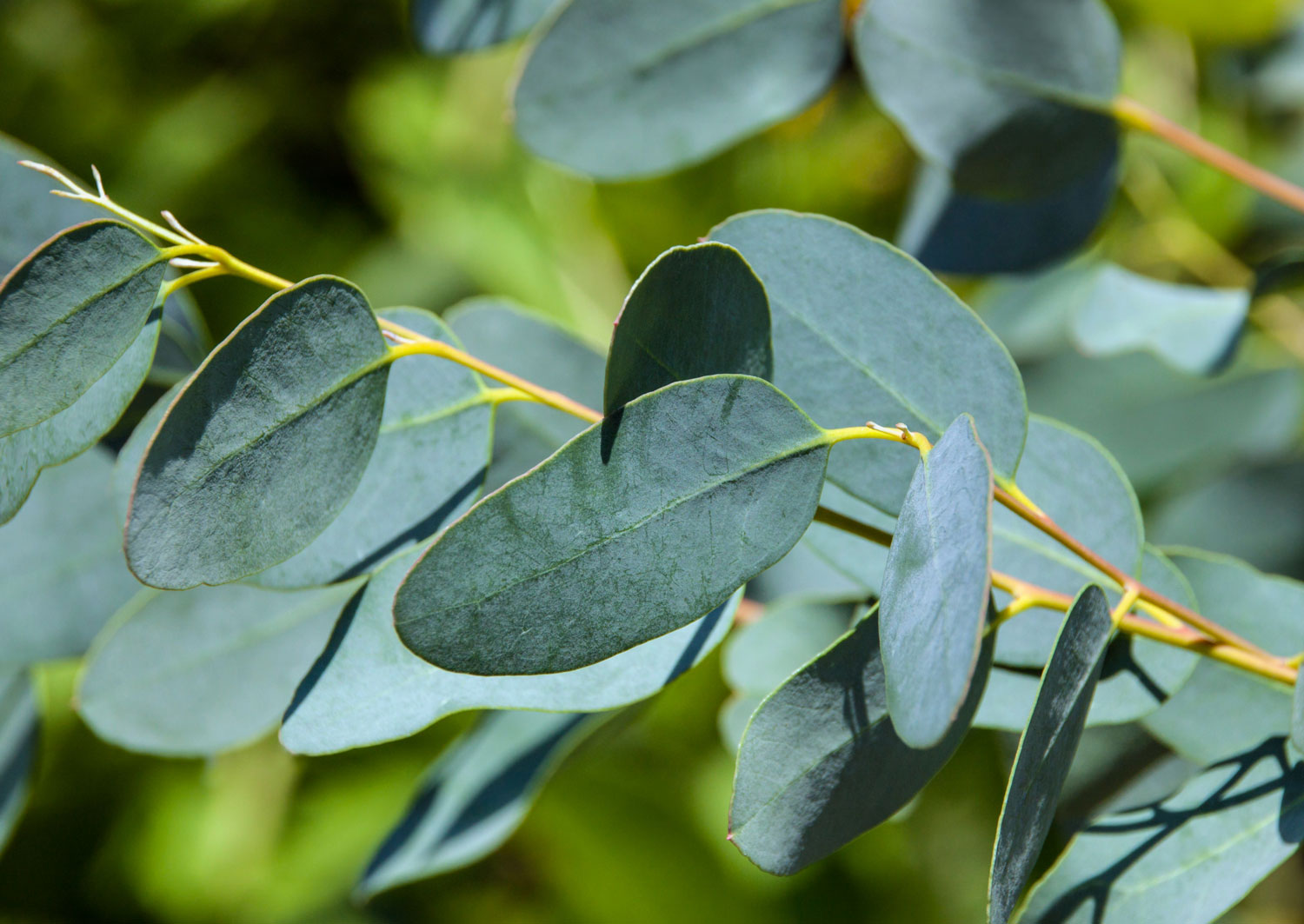 eucalyptus-caracteristiques