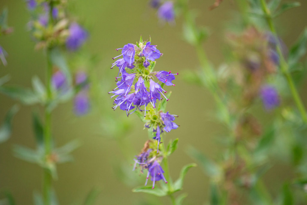 hysope-officinale-caracteristiques