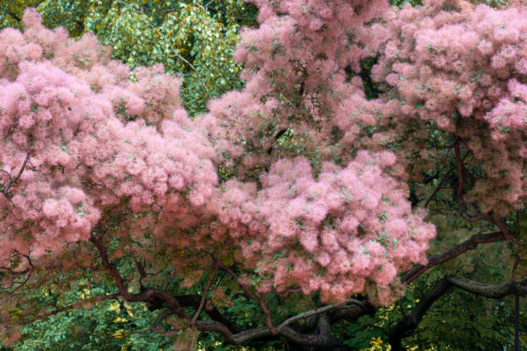 arbre-a-perruques-caracteristiques