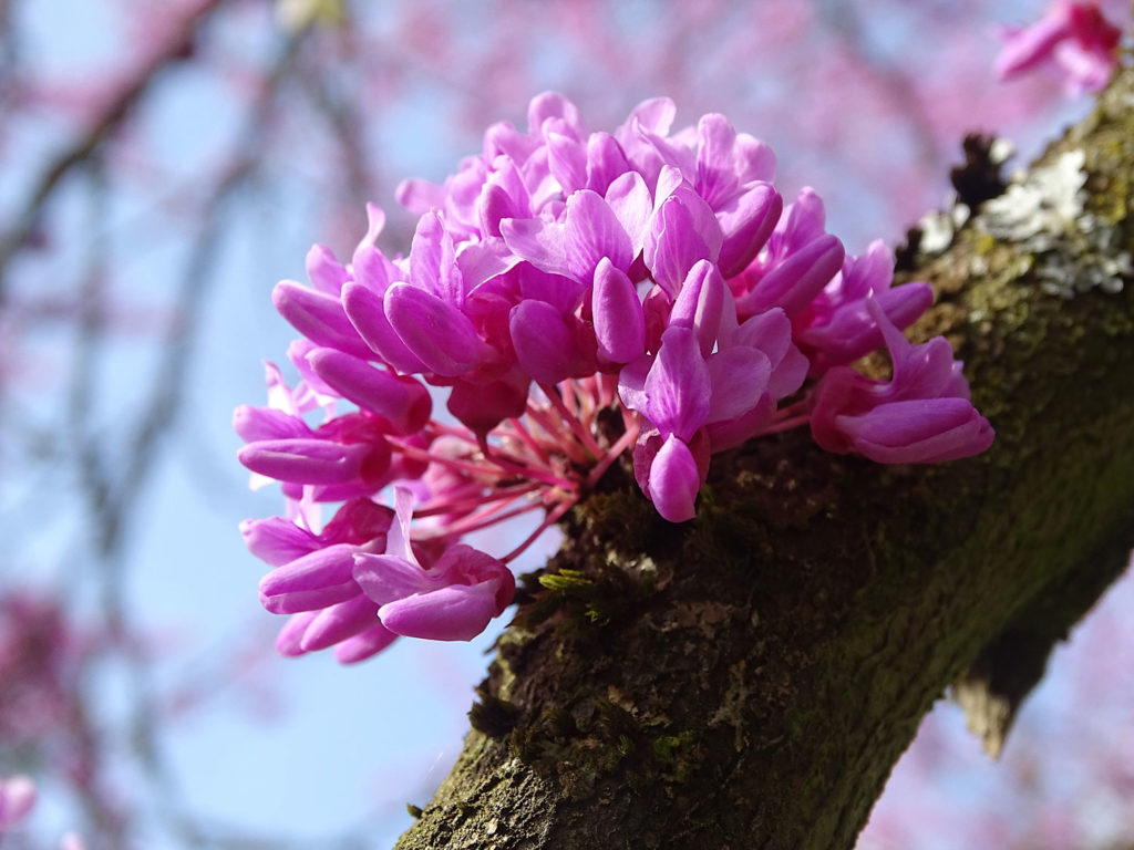 arbre-de-judee-caracteristiques