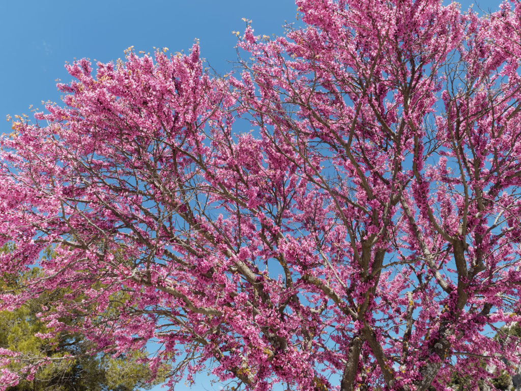 arbre-de-judee-phytotherapie