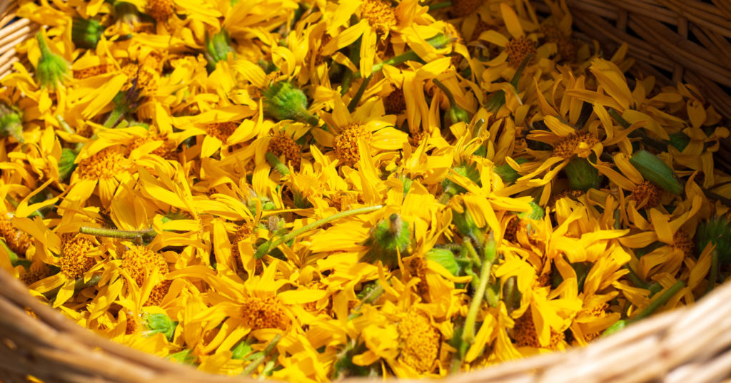 arnica-phytotherapie