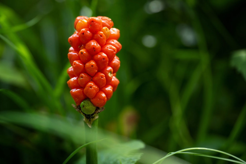 arum-tachete-caracteristiques