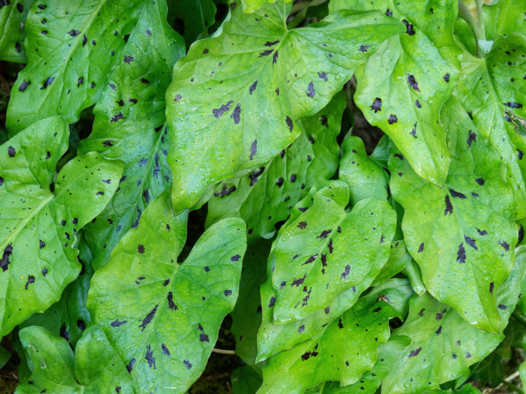 arum-tachete-phytotherapie