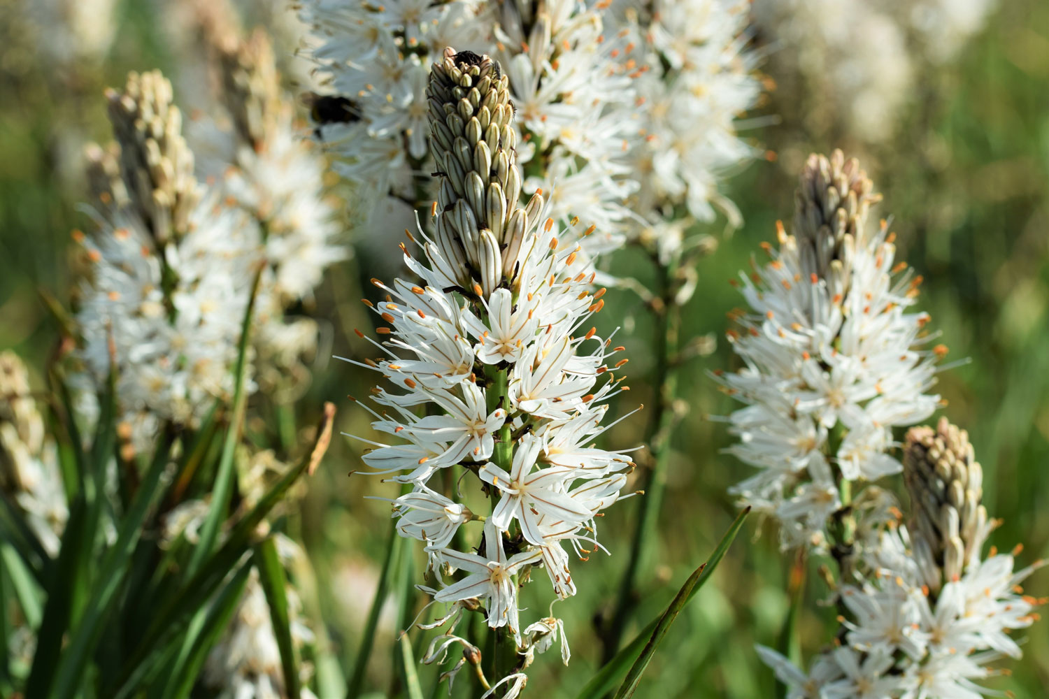 asphodele-blanc-phytotherapie