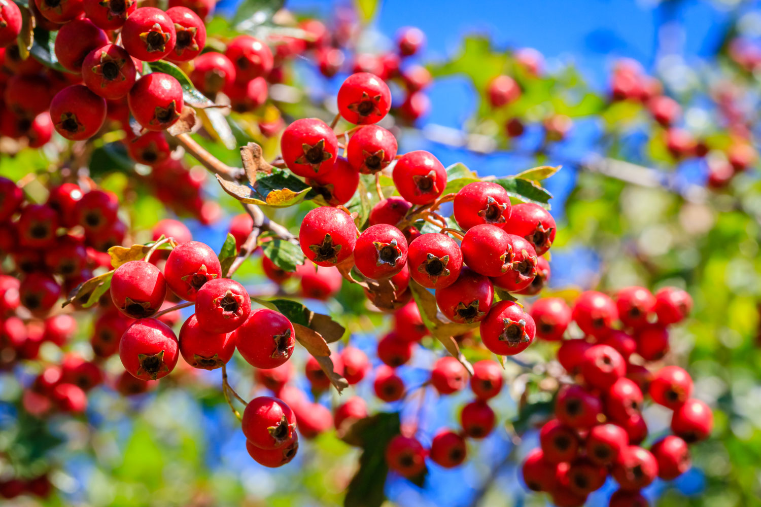 aubepine-a-un-style-phytotherapie