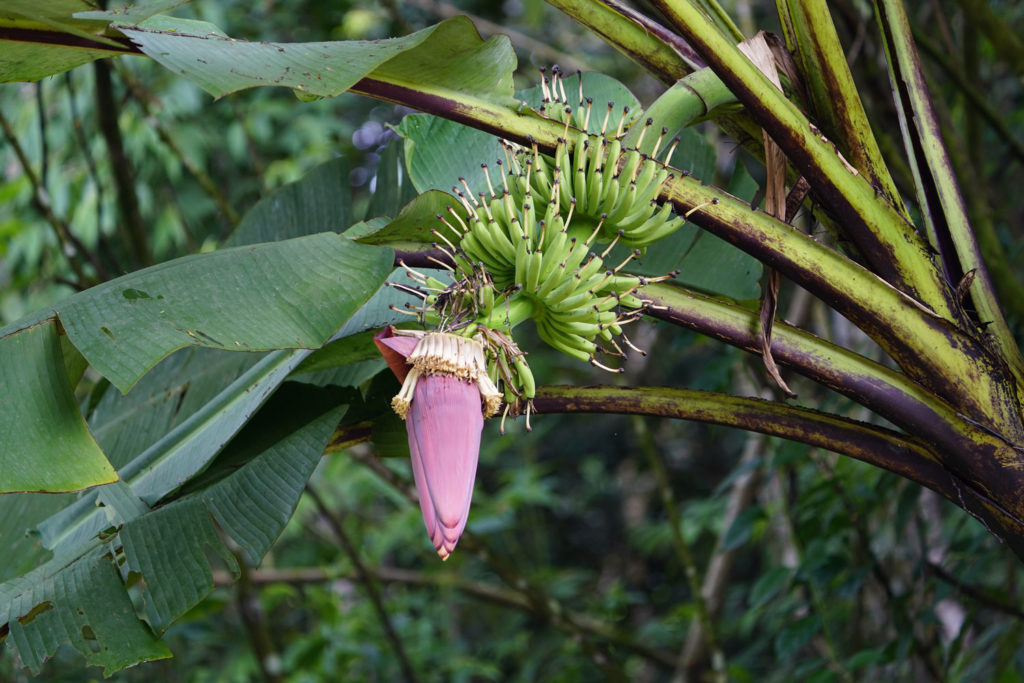 banane-utilisations