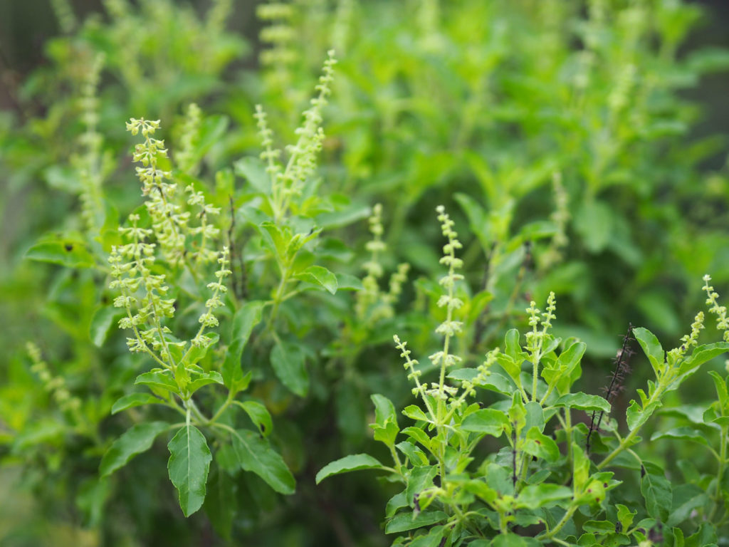 basilic-sacre-phytotherapie