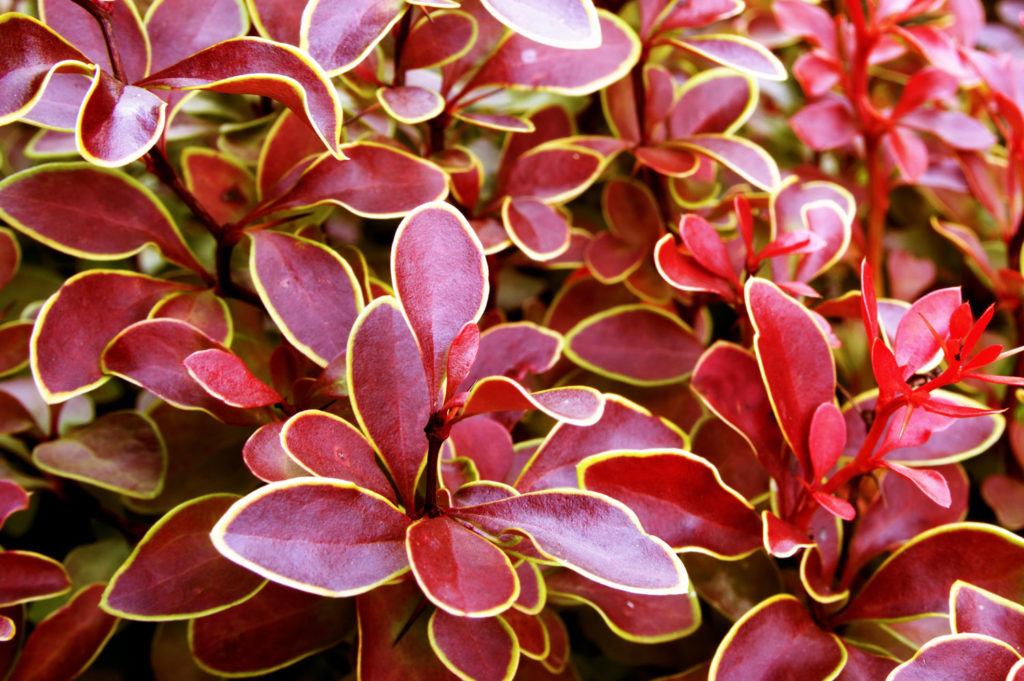 berberis-caracteristiques