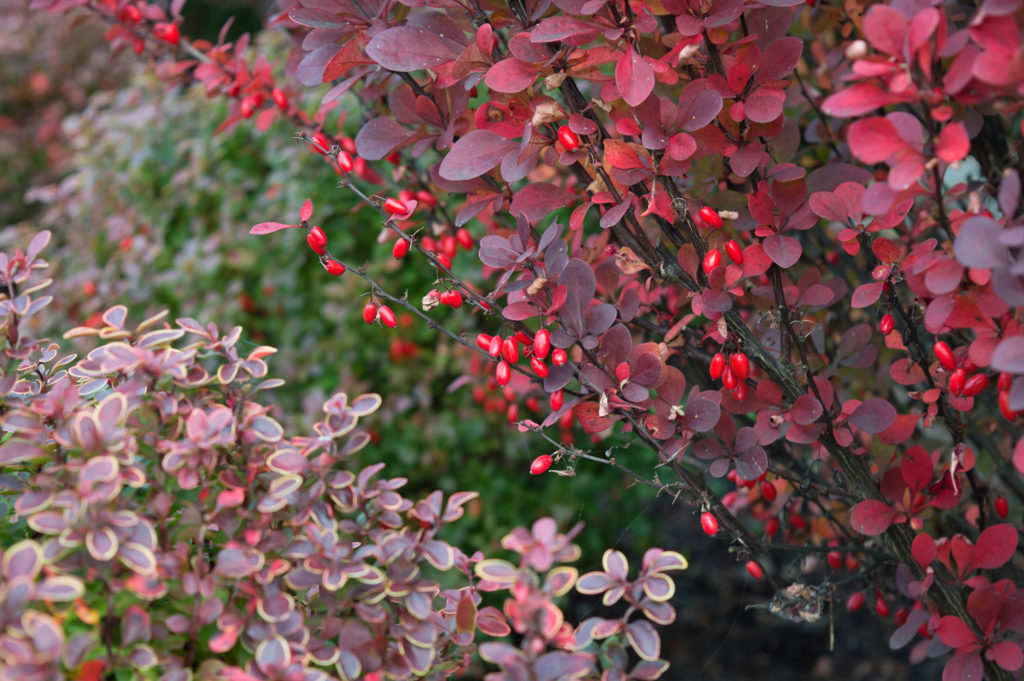 berberis-phytotherapie