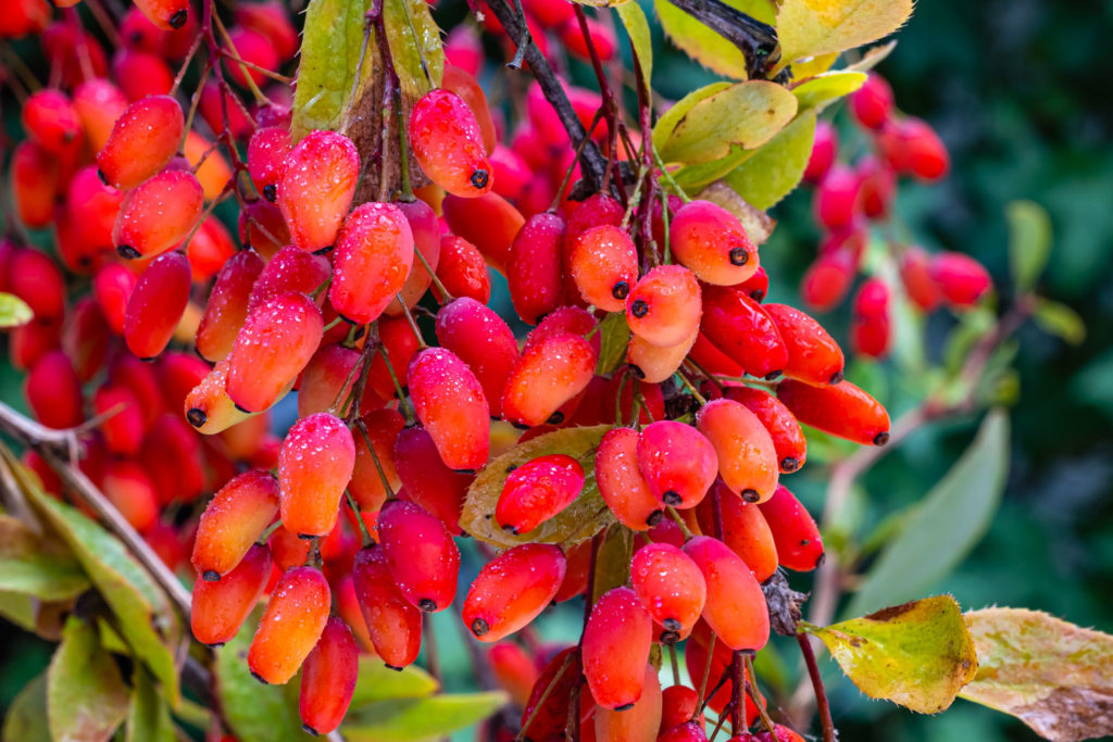 berberis-utilisations