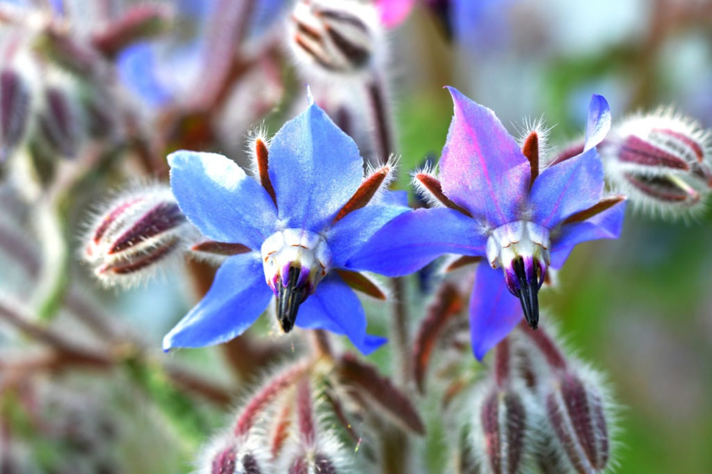 bourrache-officinale-caracteristiques