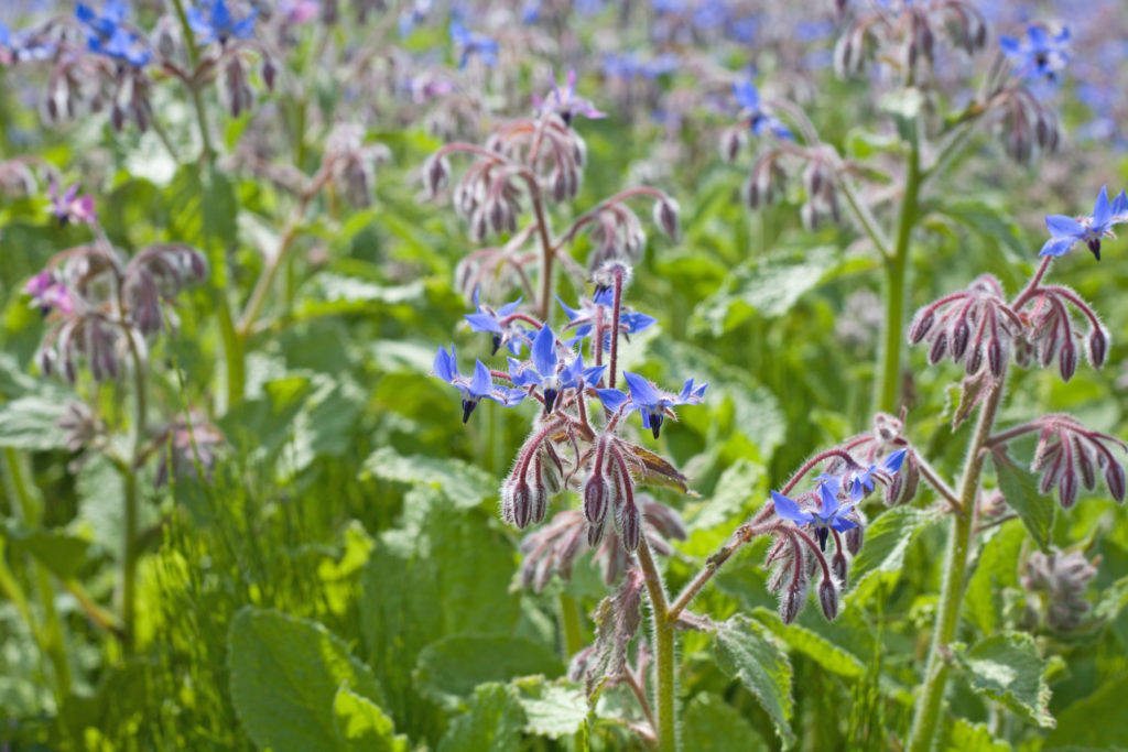 bourrache-officinale-phytotherapie